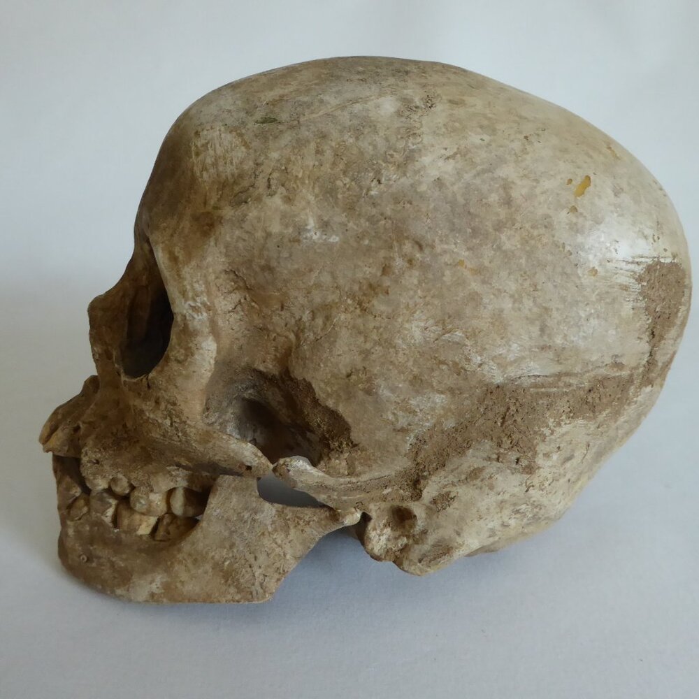 2006 DISNEY PIRATES OF THE CARIBBEAN OFFICIAL MOVIE FILM PROP PELEGOSTO SKULL - Picture 12 of 15